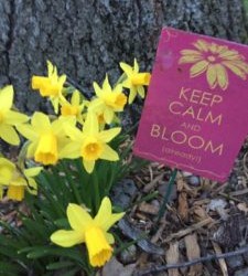 Spring Renewal ☀️